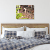Schattige Deer in de Natuur van de Bossen Fotograf Canvas Afdruk (Insitu (Slaapkamer))