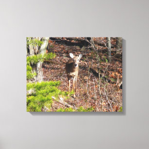 Schattige Deer in de Natuur van de Bossen Fotograf Canvas Afdruk