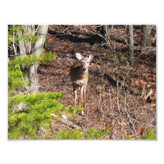 Schattige Deer in de Natuur van de Bossen Fotograf Foto Afdruk (Voorkant)