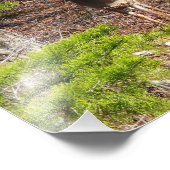 Schattige Deer in de Natuur van de Bossen Fotograf Foto Afdruk (Hoek)