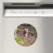 Schattige Deer in de Natuur van de Bossen Fotograf Magneet (Insitu (Vaatwasser))