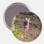 Schattige Deer in de Natuur van de Bossen Fotograf Magneet (Voorkant / Achterkant)