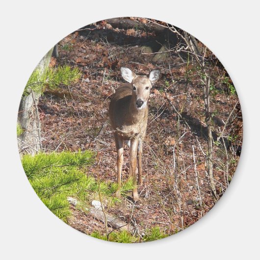 Schattige Deer in de Natuur van de Bossen Fotograf Magneet (Voorkant)