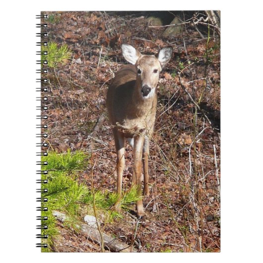 Schattige Deer in de Natuur van de Bossen Fotograf Notitieboek (Voorkant)