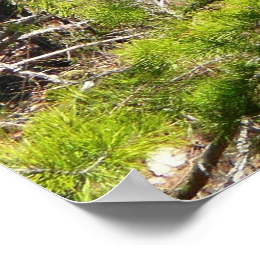 Schattige Deer in de Natuur van de Bossen Fotograf Poster (Hoek)