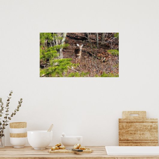 Schattige Deer in de Natuur van de Bossen Fotograf Poster (Keuken)