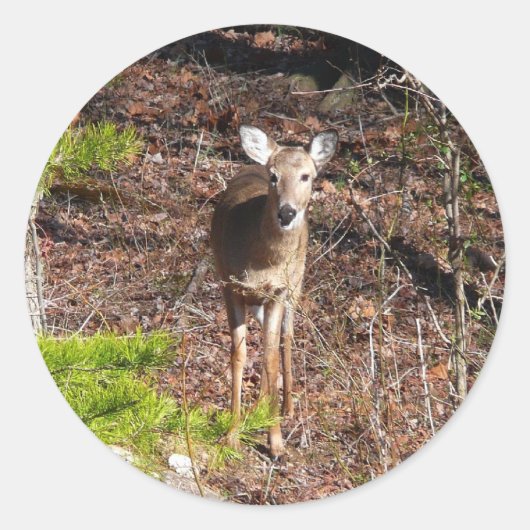 Schattige Deer in de Natuur van de Bossen Fotograf Ronde Sticker (Voorkant)