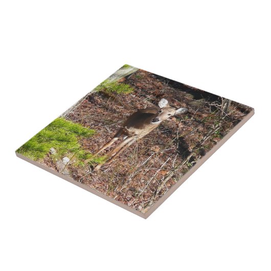Schattige Deer in de Natuur van de Bossen Fotograf Tegeltje (Zijkant)