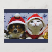 Schattige Dieren Briefkaart (Voorkant)