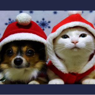 Schattige Dieren Briefkaart