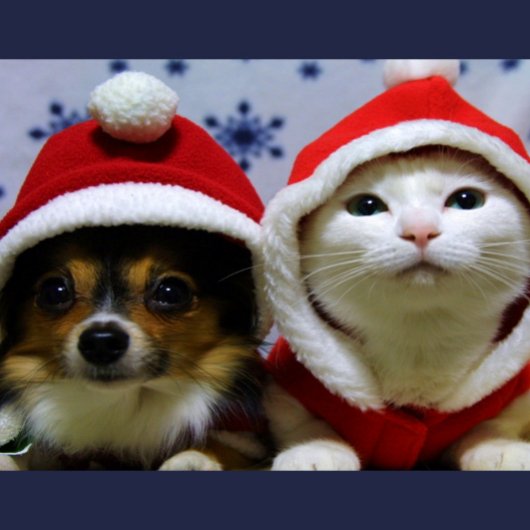 Schattige Dieren Briefkaart