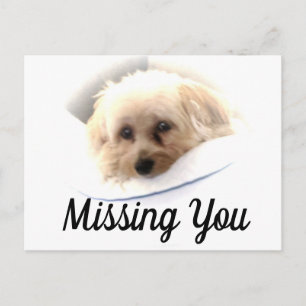 Schattige Dog Ontbrekend U Briefkaart