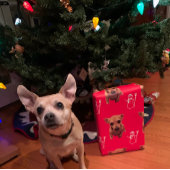 Schattige Dog Xmas Santa Sneeuwman Candy Canes Inpakpapier Vel