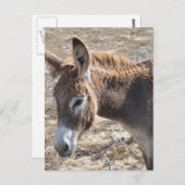 Schattige Donkey Briefkaart (Voorkant / Achterkant)