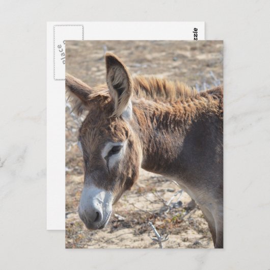 Schattige Donkey Briefkaart (Voorkant / Achterkant)