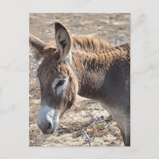 Schattige Donkey Briefkaart (Voorkant)