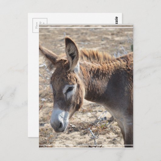 Schattige Donkey Briefkaart (Voorkant / Achterkant)