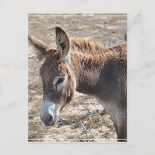 Schattige Donkey Briefkaart
