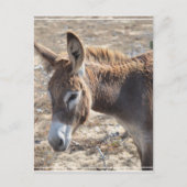 Schattige Donkey Briefkaart (Voorkant)