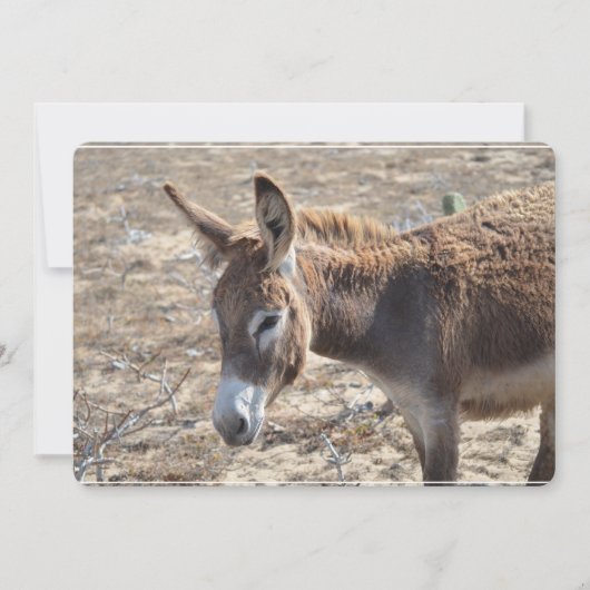 Schattige Donkey Kaart (Voorkant)