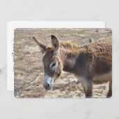 Schattige Donkey Kaart (Voorkant / Achterkant)