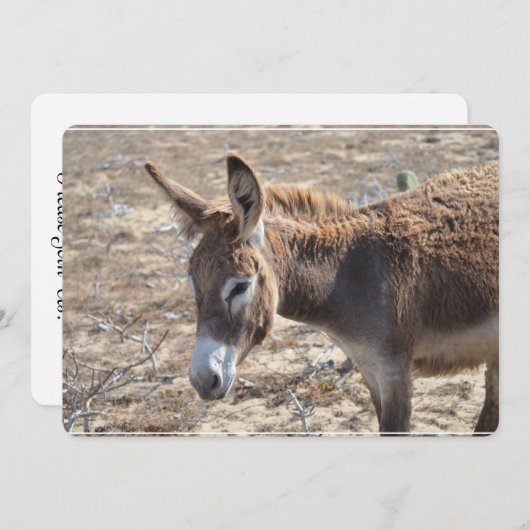 Schattige Donkey Kaart (Voorkant / Achterkant)