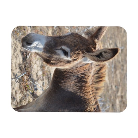 Schattige Donkey Magneet (Horizontaal)