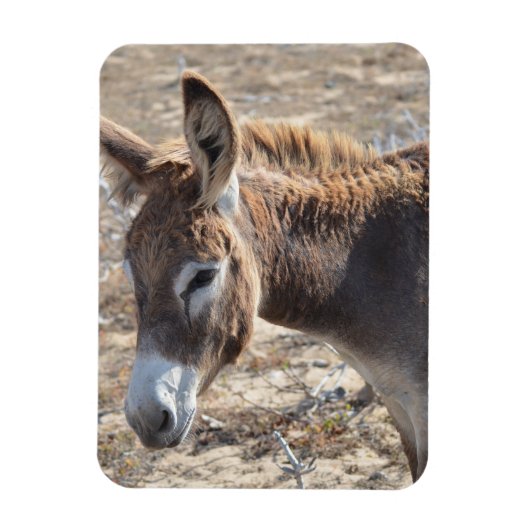 Schattige Donkey Magneet (Verticaal)