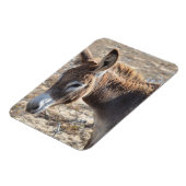 Schattige Donkey Magneet (Linkerzijde)