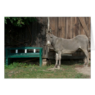Schattige Donkey naast Wooden Green Bench