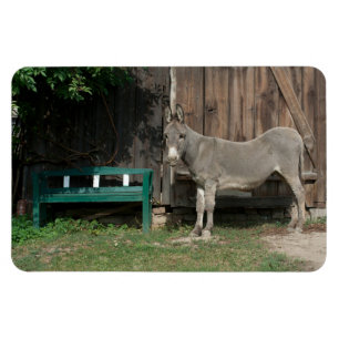 Schattige Donkey naast Wooden Green Bench Magneet