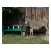 Schattige Donkey naast Wooden Green Bench Poster (Voorkant)