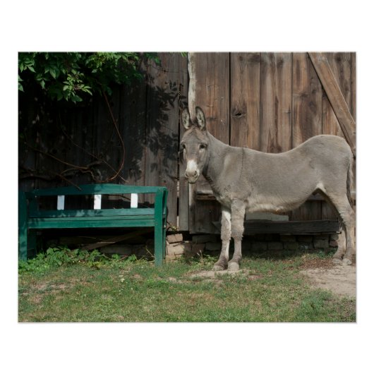 Schattige Donkey naast Wooden Green Bench Poster (Voorkant)