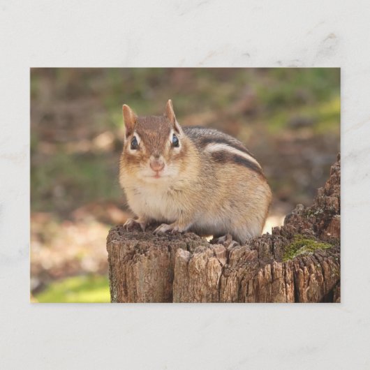 Schattige drachtige chipmunk briefkaart (Voorkant)
