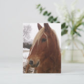 Schattige Draft Horse Gelegenheid in de winter Briefkaart (Staand voorkant)