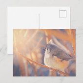 Schattige driekleppige vogelmuis briefkaart (Voorkant / Achterkant)