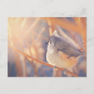 Schattige driekleppige vogelmuis briefkaart