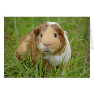 Schattige, driekleurig cavia in groen glas