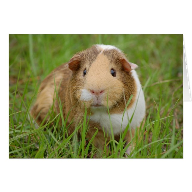 Schattige, driekleurig cavia in groen glas (Voorkant Horizontaal)