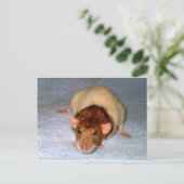 Schattige Dumbo Rat Briefkaart (Staand voorkant)