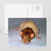 Schattige Dumbo Rat Briefkaart (Voorkant / Achterkant)