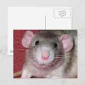Schattige Dumbo Rat Briefkaart (Voorkant / Achterkant)