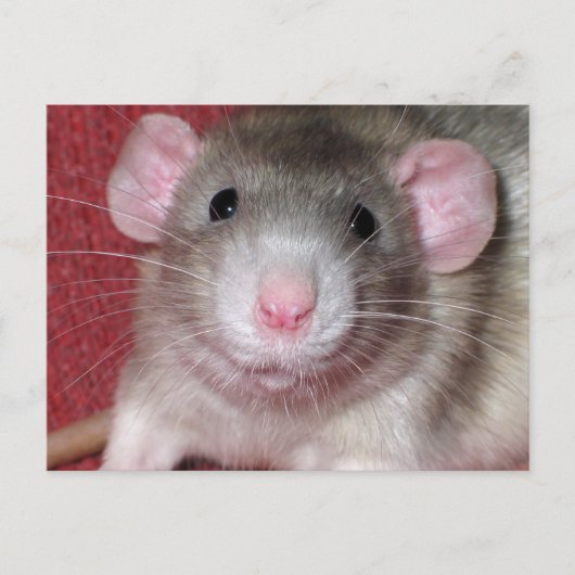 Schattige Dumbo Rat Briefkaart (Voorkant)