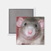 Schattige Dumbo Rat Magneet (Voorkant / Achterkant)