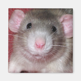 Schattige Dumbo Rat Magneet