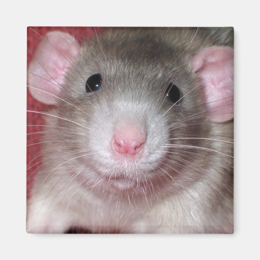 Schattige Dumbo Rat Magneet (Voorkant)