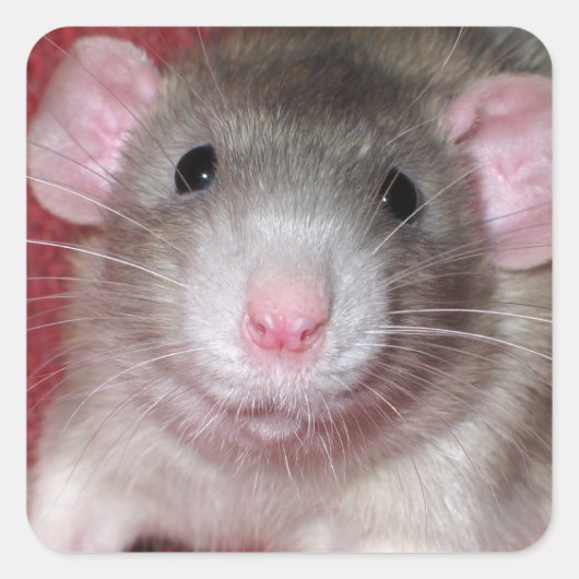 Schattige Dumbo Rat Vierkante Sticker (Voorkant)