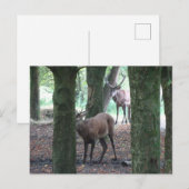 Schattige edelherten DIY Briefkaart (Voorkant / Achterkant)