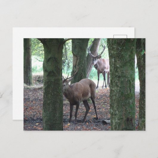 Schattige edelherten DIY Briefkaart (Voorkant / Achterkant)