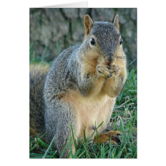 Schattige eekhoorn (Voorkant)